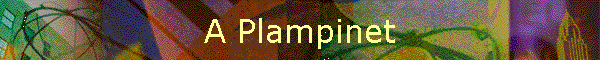 A Plampinet