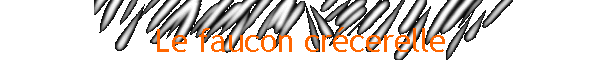Le faucon crcerelle