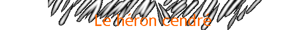Le hron cendr